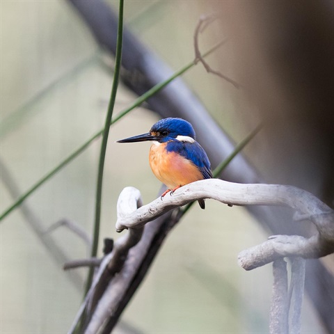 azure-kingfisher.jpg