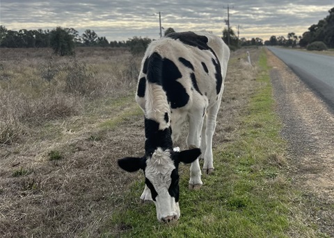 Cow on road.jpg