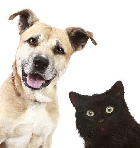 Dog & Cat.jpg