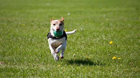 Dog running.jpg