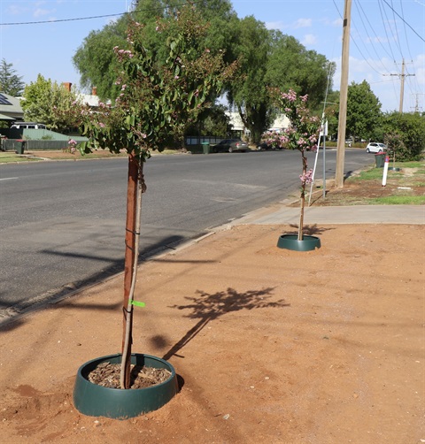 Roadside trees, Kerang.jpg