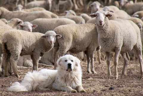 Sheep dog.JPG