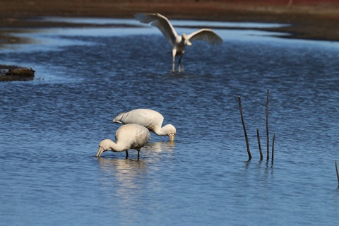 Spoonbill.JPG