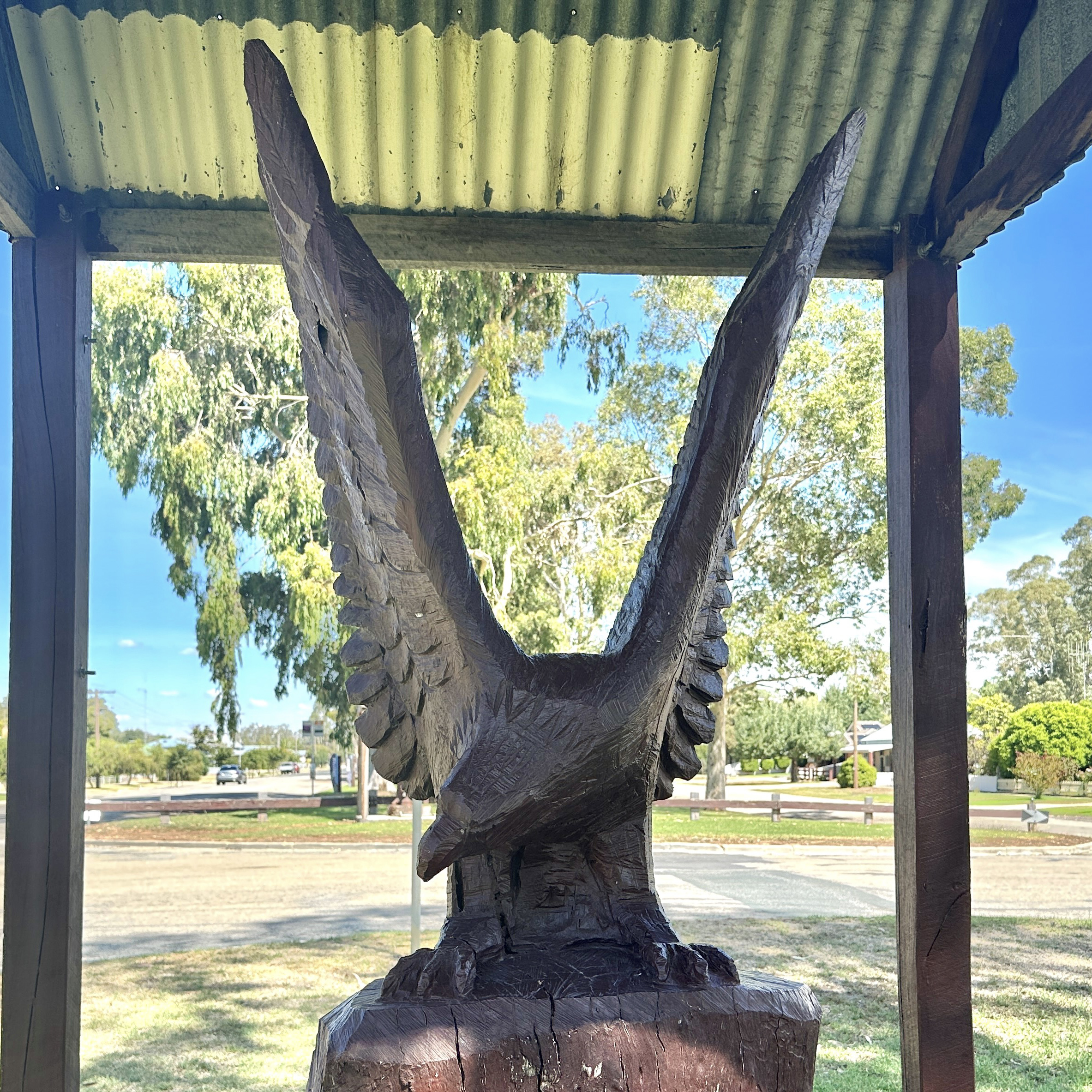 4. Wedge-tailed Eagle.JPG